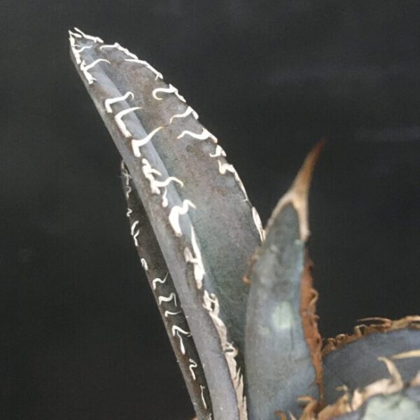 白銀金剛 極上白棘 アガベ チタノタ Agave titanota 'Silver King Kong' - 画像 3