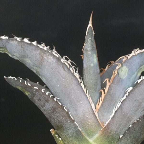 白銀金剛 極上白棘 アガベ チタノタ Agave titanota 'Silver King Kong' - 画像 2