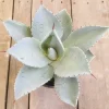 アガベ ブルーウェーブ Agave "BLUE WAVE" 特白丸葉タイプ