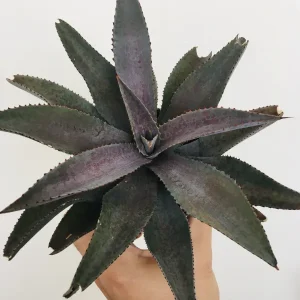 植物