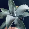 アガベ ミスター リップル Agave Mr.Ripple