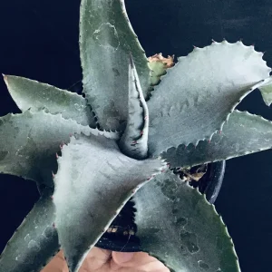 アガベ ミスター リップル Agave Mr.Ripple