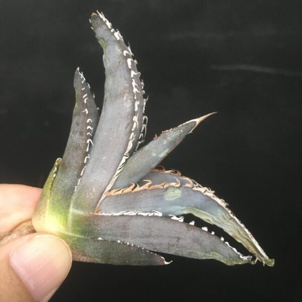 白銀金剛 極上白棘 アガベ チタノタ Agave titanota 'Silver King Kong' - 画像 5