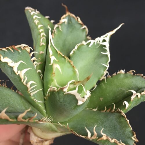 フィリグリー × アメリカンシーザー hyb アガベ チタノタ Agave titanota 'Filigree' × 'American Caesar' hyb.