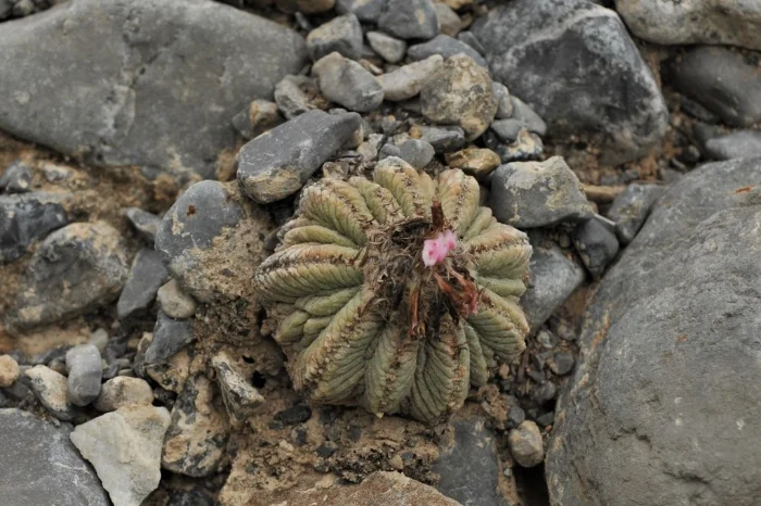 花籠（Aztekium ritteri）