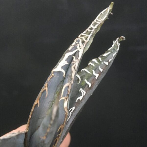 白銀金剛 極上白棘 アガベ チタノタ Agave titanota 'Silver King Kong' - 画像 4