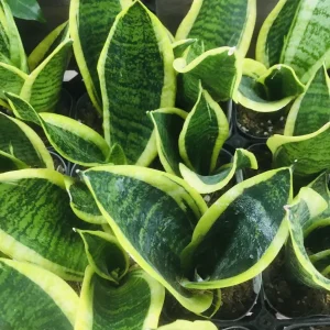 サンスベリア ローレンティー 幅広葉タイプ Sansevieria trifasciata 'Laurentii'