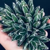 児玉姫笹の雪 アガベ ビクトリア レジーナ Agave victoriae reginae 'Kodama Himesasanoyuki'