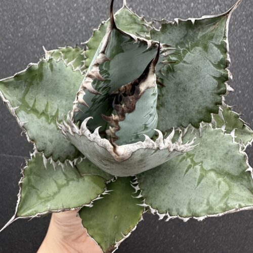 ライオンズメーン ライオンズメイン アガベ チタノタ Agave titanota 'Lions mane'