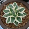 アガベ フィリフェラ ピンキー 笹の雪 A型 Agave filifera var. compacta ‘Pinky’