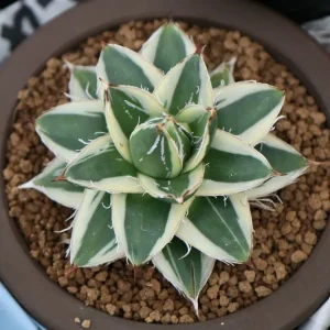 アガベ フィリフェラ ピンキー 笹の雪 A型 Agave filifera var. compacta ‘Pinky’