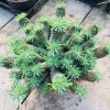 蘇鉄麒麟 （鉄甲丸×鱗宝）×鉄甲丸 ユーフォルビア Euphorbia Sotetsukirin