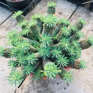 蘇鉄麒麟 （鉄甲丸×鱗宝）×鉄甲丸 ユーフォルビア Euphorbia Sotetsukirin