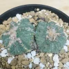 100年物 花籠 実生 双頭 サボテン アズテキウム リッテリ Aztekium ritteri