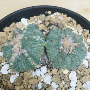 100年物 花籠 実生 双頭 サボテン アズテキウム リッテリ Aztekium ritteri