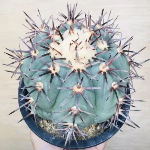 太平丸 雷帝 サボテン エキノカクタス Echinocactus horizonthalonius 'Raitei'