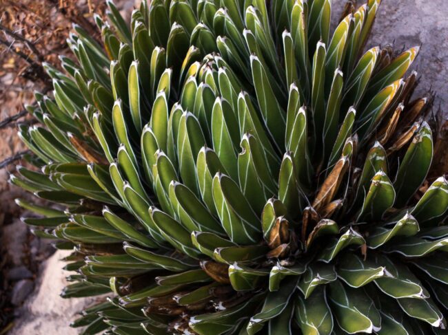 アガベ ビクトリア レジーナ 笹の雪 Agave victoriae-reginae 'Sasanoyuki' – Frecer